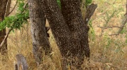 Āfrikas kamuflāža leopards stilā
