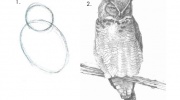 Pamācība, kā zīmēt pūci