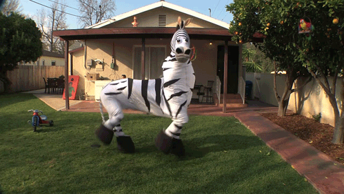 Zebras deja